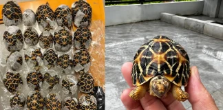 Teen Arrested for Allegedly Smuggling 30 Tortoises Through Thai Airport teen smuggling tortoises