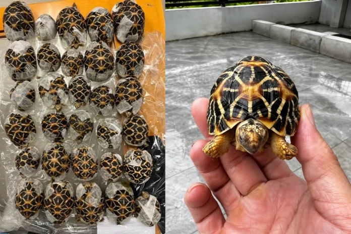 teen smuggling tortoises