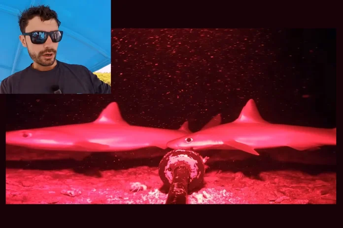 Rare Indian Ocean Shark