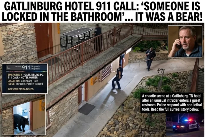 bear locked in Gatlinburg hotel bathroom