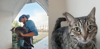BIZARRE TWIST: Delivery Driver Caught “Stealing” Cat Claims It’s Actually His Long-Lost Pet! Delivery driver cat theft