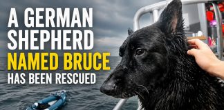 Bruce the German Shepherd Rescued After Drifting 2.5 Miles Out to Sea Bruce the German Shepherd rescue
