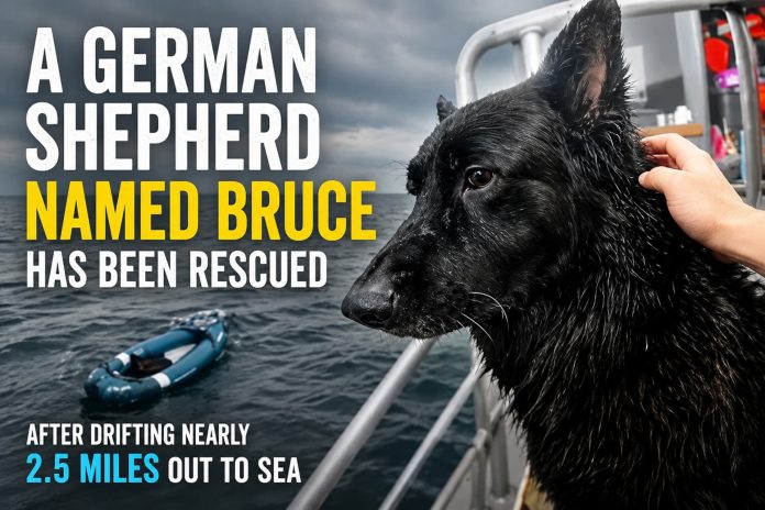 Bruce the German Shepherd rescue