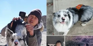 Chinese Travel Blogger’s Famous Border Collie Stolen and Sold to Restaurant Chinese travel blogger dog stolen