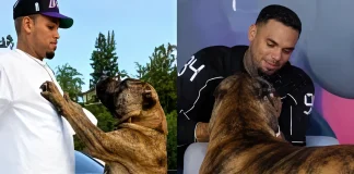 Chris Brown Admits He Didn’t Call 911 During Housekeeper Dog Bite Incident Chris Brown dog bite lawsuit