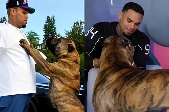 Chris Brown dog bite lawsuit