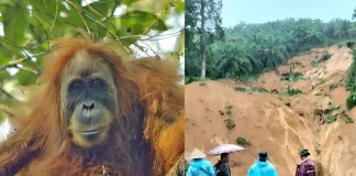 Devastating Loss: Extreme Rain in Indonesia Wipes Out 7% of World’s Rarest Orangutan Species rare orangutan species Indonesia