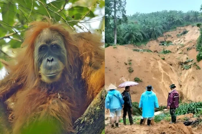 rare orangutan species Indonesia
