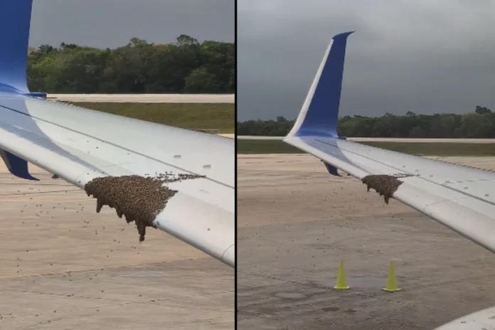 Airplane Bee Swarm Delay