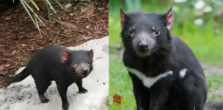 Mary the Tasmanian Devil Found Alive After Two Weeks Missing! missing Tasmanian devil found alive