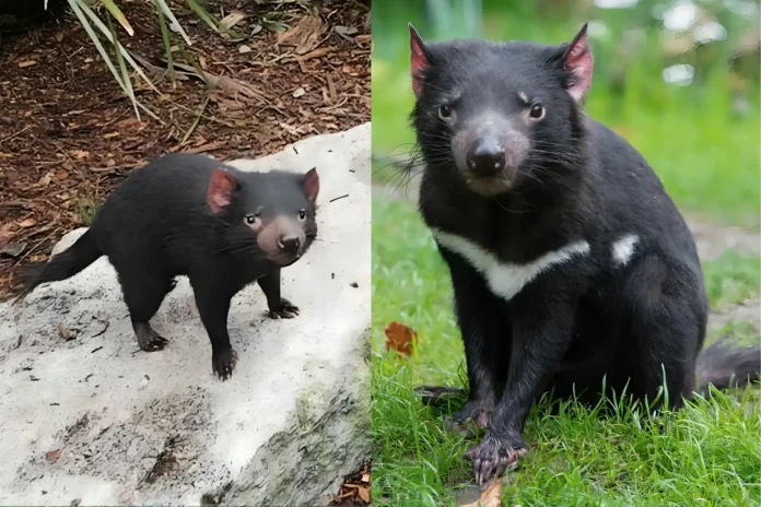 missing Tasmanian devil found alive