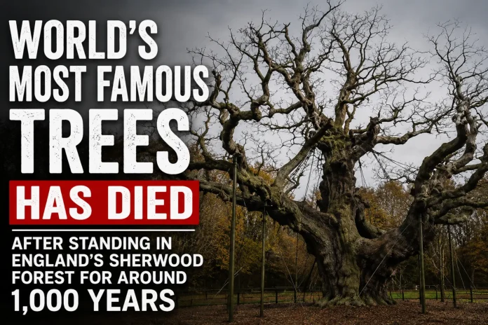Sherwood Forest Major Oak dies