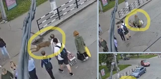 Shocking Video: Deer Collides with Woman Crossing Street in Ukraine Deer hits woman Ukraine