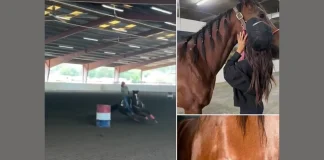 Teen Arrested for Brutal Horse Stabbing at Las Vegas Barrel Racing Event teen girl arrested horse stabbing Las Vegas