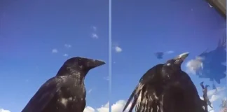 TikToker’s Crows Bang on Window Demanding Peanuts in Viral Video TikTok crow lady