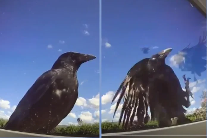 TikTok crow lady