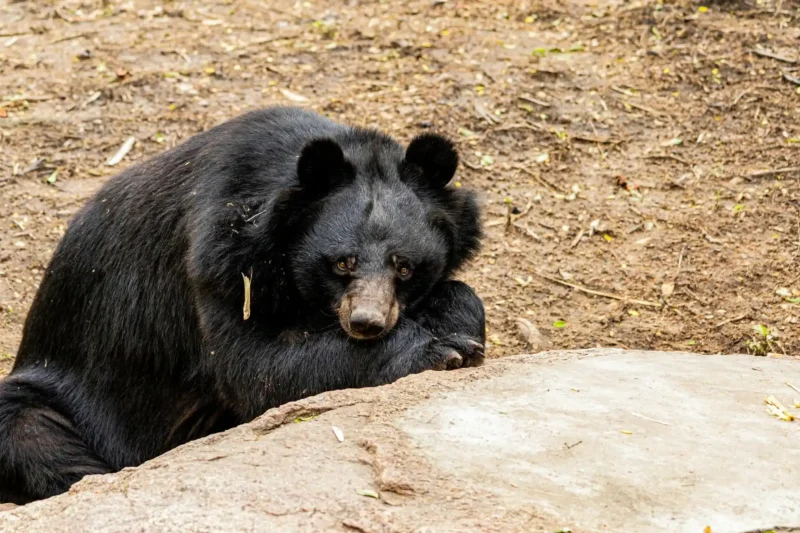 Heartwarming Rescue: B.C. Bear Spends 14 Days With Metal Pipe Lodged on Head