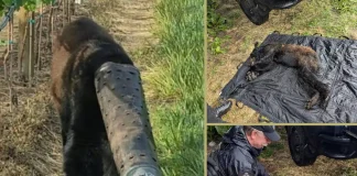 Young Black Bear Rescued After 2 Weeks Trapped in Pipe in USA bear freed from pipe