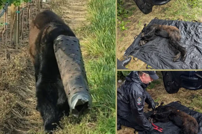 bear freed from pipe