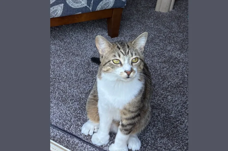 Mitten Paws for Days: Toby the Kitten Ties Guinness Toe Record