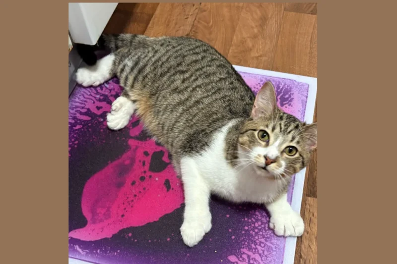 This Michigan Cat Has 28 Toes