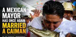 Mexican Mayor Marries Caiman in Traditional Ceremony for Abundance Mexican mayor marries caiman