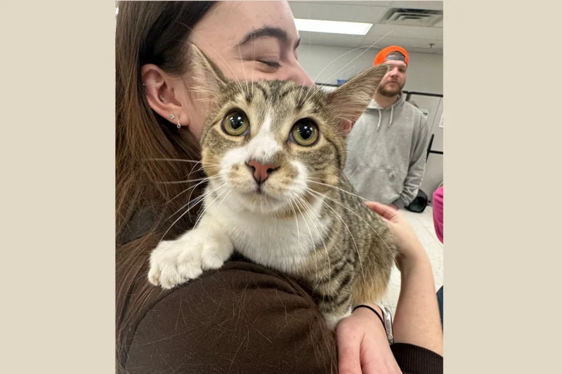 Extra Toes, Zero Complaints: Toby Ties Record for Most Toed Cat