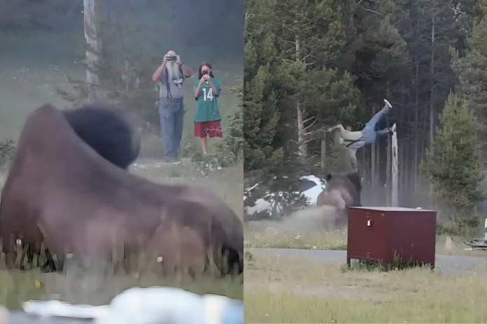 Yellowstone bison attack