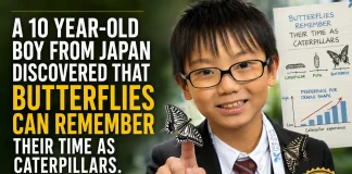 Can Butterflies Remember Being Caterpillars? A 10-Year-Old’s Discovery butterfly memory caterpillar
