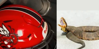 Arkansas Football Player Finds Venomous Snake Inside Helmet During Practice Arkansas football player snake in helmet