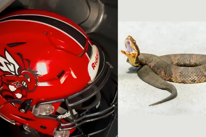 Arkansas football player snake in helmet