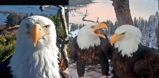 Beloved Bald Eagle Jackie Dies at 14 Following Apparent Attack Bald eagle Jackie death