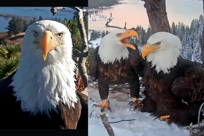 Bald eagle Jackie death