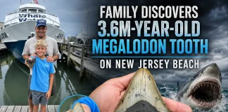 Family Discovers 3.6M-Year-Old Megalodon Tooth on New Jersey Beach Megalodon tooth New Jersey
