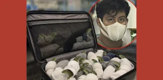 Mexican Man Arrested at Tokyo Airport for Smuggling 200 Lizards in Socks Tokyo lizard smuggling
