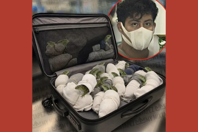 Tokyo lizard smuggling