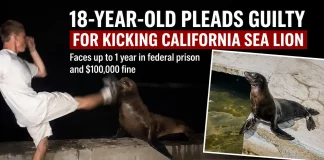 Teen Pleads Guilty After Kicking Sea Lion While Pretending to Be UFC Fighter teen pleads guilty kicking sea lion