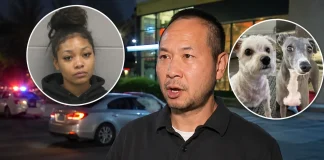 Man Offers $50,000 Reward for Two Dogs Stolen with His Running Car Inside man offers 50000 reward stolen car dogs inside
