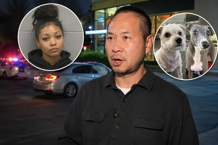 man offers 50000 reward stolen car dogs inside