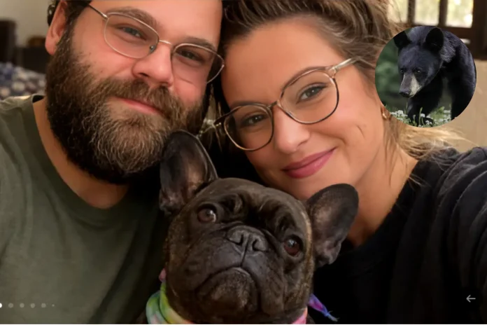 French bulldog bear attack