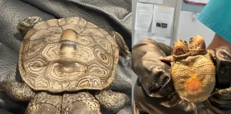 A Rare Two-Headed Turtle Has Reportedly Been Discovered on Cape Cod two-headed turtle Cape Cod