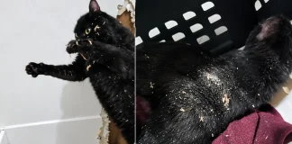 Cat Reportedly Rescued After Being Stuck Upside Down in a Wall for a Week cat stuck wall New York