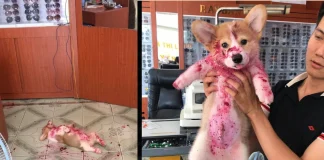 Tiny Corgi Named Gody Goes Viral After Lying in What Looked Like Pool of Blood Tiny Corgi Named Gody Goes Viral After Lying in What Looked Like Pool of Blood