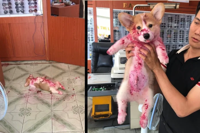 Tiny Corgi Named Gody Goes Viral After Lying in What Looked Like Pool of Blood
