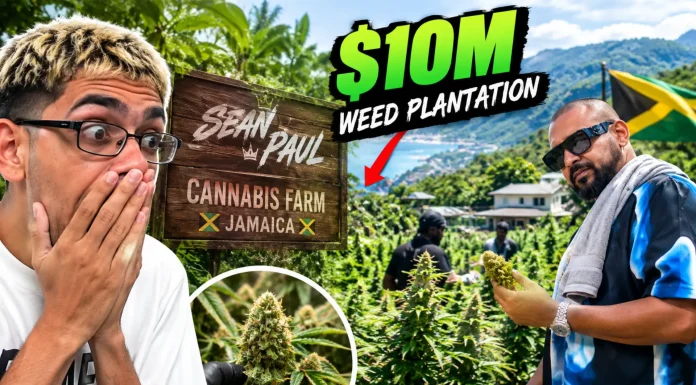 Streamer N3on Stunned Touring Sean Paul’s $10M Cannabis Plantation in Jamaica N3on Sean Paul Jamaica plantation