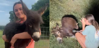 Pet Donkey Killed by Police During Search for Missing Person — Full Story baby pet donkey shot killed police missing person search