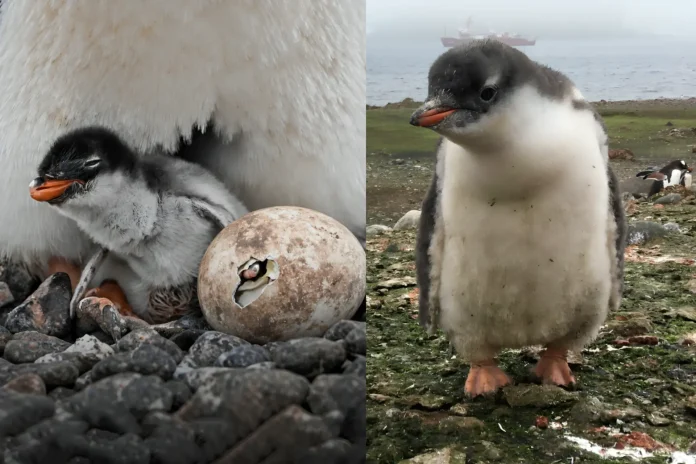 new penguin species discovery