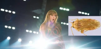 Scientists Name a Newly Discovered Genus of Bugs After Taylor Swift Scientists Name a Newly Discovered Genus of Bugs After Taylor Swift