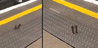 Two Mice Go Viral After Being Filmed Fighting at a London Train Station two mice fighting London train station viral