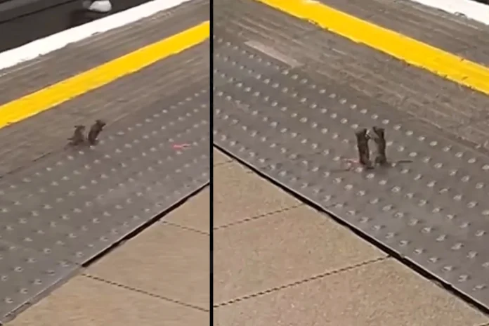 two mice fighting London train station viral
